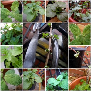 Shellberry, an Urban Homestead Co.