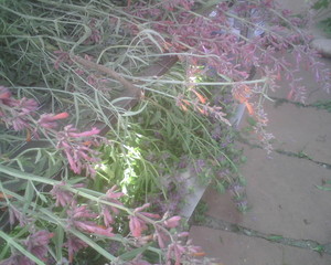 Willow Way Permaculture Herbal CSA