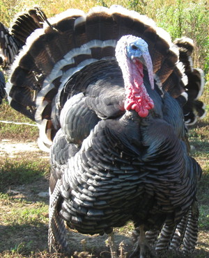 Guttenberg Farms