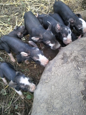 Pleasant Hill Farm
