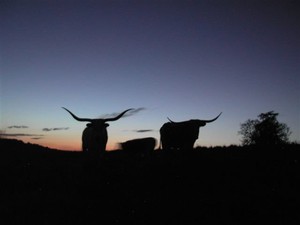 KB Cattle Grass-Fed Beef