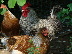 Sunny Acres Farm