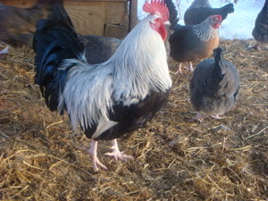 North Georgia Heritage Poultry Farm