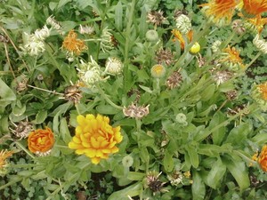 Helvetia Herbary