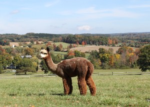 Cagneys Way Farm