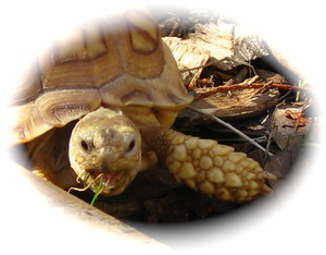 Happy Tortoise Farm