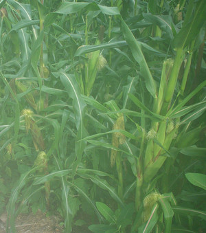 Moore Organics