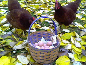 Orion Rising Farm