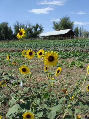 Sunflower Organic Farm