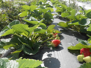 Fort Lonesome Farm
