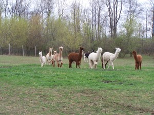 Clare Limerick Alpaca and Produce Farm