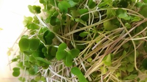 Dowie MicroFarm