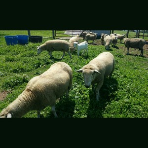 Rae's Sheep & Chicken Co.