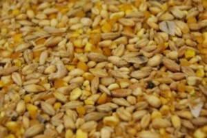 Camas Permaculture