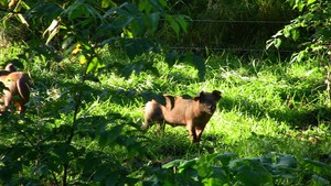 Pastured Pork Farms LLC