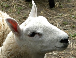 Ugly Dog's Farm