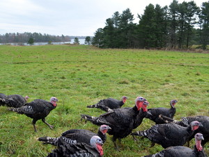 Wolfe's Neck Farm