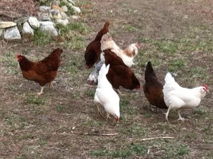 Redtail Farm, LLC