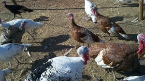 Double D Poultry