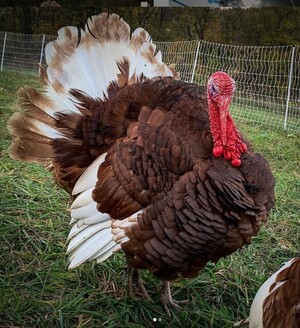 Hollow Oak Farm