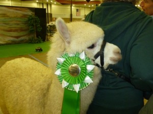 Country Lakes Alpacas
