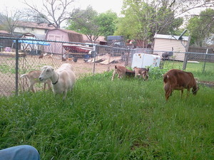 City Farm Austin