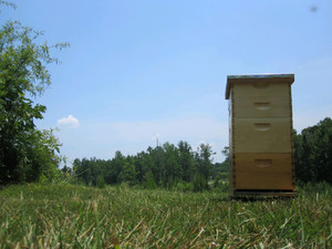 Thomas Bee Farm