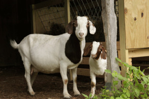 Forge Hollow Farm