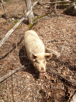 ACME Bliss Farm