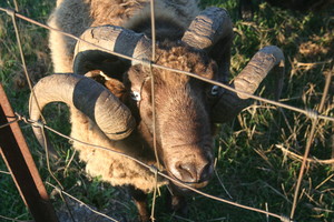 High Bid Farm