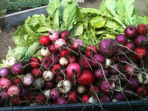 Promised Land Farm