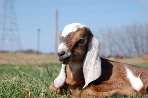 Double J Farms