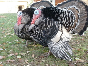 Sunset Meadow Farm