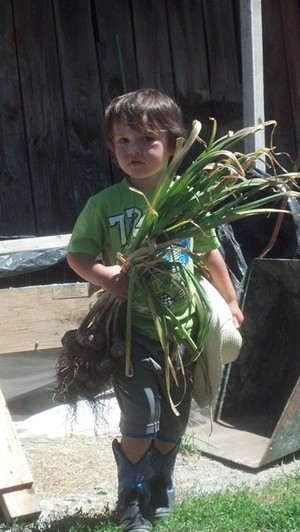 Oregon Trail Garlic