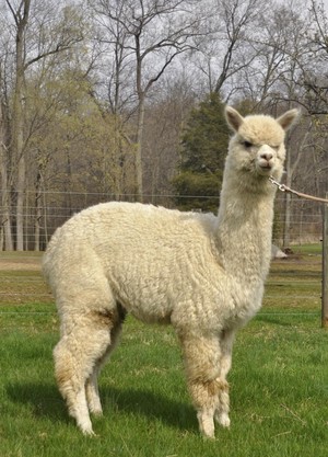 Harley Hill Farm Alpacas