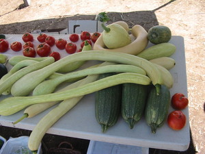 The Farmers Garden