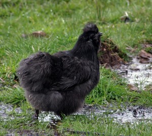 Puddle Haven