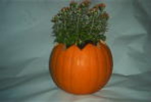 Crooked Row Farm