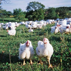 Good Earth Farms