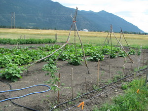 Columbia Farms