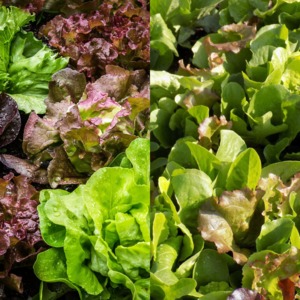 Highland Orchards Farm Market