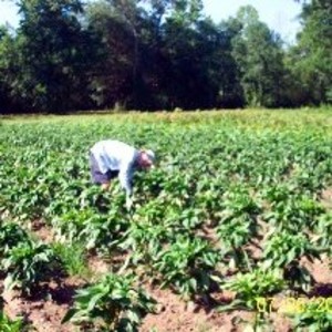 Snow Creek Family Organics