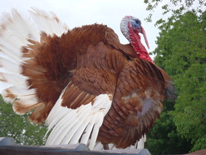 Hayswaggintails Farm