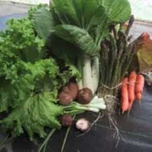 Provident Organic Farm