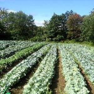 Stillman's Greenhouses & Farm Stand