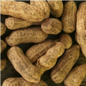 Southern Exposure Seed Exchange