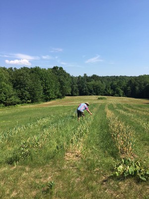 Farmer Palmer Garlic