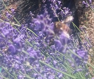 Archangels Infinity Lavender Ranch