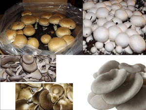 Shroom Shack - Online Farmers Market
