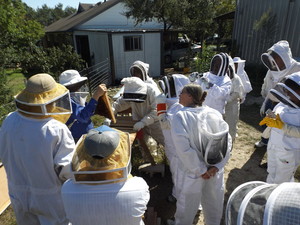 Bee Friendly Austin